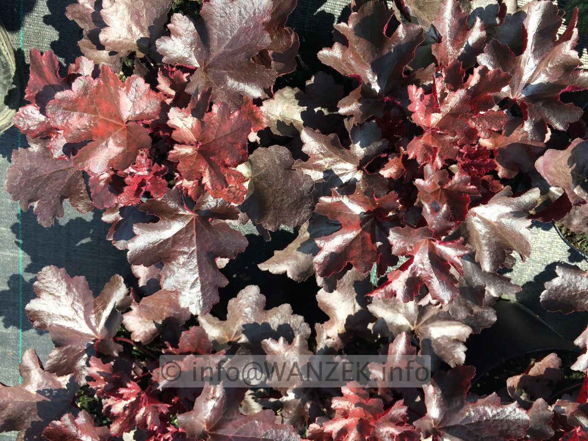 Heuchera Hybride Black Beauty 01.JPG